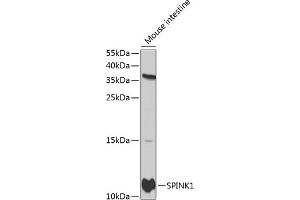 Western blot analysis of extracts of mouse intestine, using SPINK1 antibody (ABIN3021426, ABIN3021427, ABIN3021428 and ABIN6215027) at 1:1000 dilution. (SPINK1 antibody  (AA 24-79))