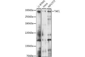 Western blot analysis of extracts of various cell lines, using T antibody (ABIN7270713) at 1:1000 dilution. (TAF1 antibody  (AA 1630-1893))