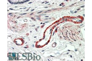 ABIN570729 (5µg/ml) staining of paraffin embedded Human Colon. (THBS3 antibody  (C-Term))