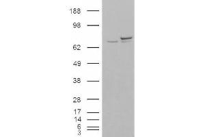 Image no. 2 for anti-X-Ray Repair Complementing Defective Repair in Chinese Hamster Cells 6 (XRCC6) (N-Term) antibody (ABIN374763) (XRCC6 antibody  (N-Term))