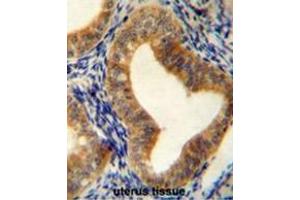 AHCY Antibody (N-term) immunohistochemistry analysis in formalin fixed and paraffin embedded human uterus tissue followed by peroxidase conjugation of the secondary antibody and DAB staining. (AHCY antibody  (N-Term))