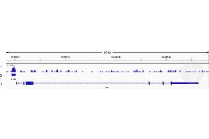 Cleavage Under Targets and Release Using Nuclease (CUT&RUN) image for anti-Transcription Factor 7-Like 1 (T-Cell Specific, HMG-Box) (TCF7L1) (N-Term) antibody (ABIN6972849)
