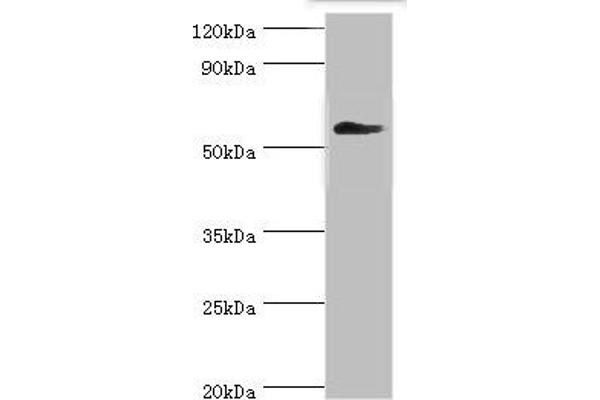 CCT3 anticorps  (AA 1-300)