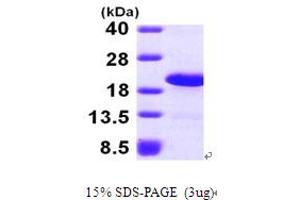 SDS-PAGE (SDS) image for LSM1 Homolog, U6 Small Nuclear RNA Associated (LSM1) (AA 1-133) protein (His tag) (ABIN667226) (LSM1 Protein (AA 1-133) (His tag))