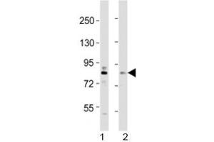 Western blot testing of DYRK1A antibody at 1:2000 dilution. (DYRK1A antibody  (AA 107-136))