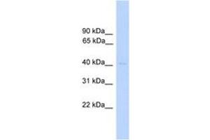 Image no. 1 for anti-Dual Specificity Phosphatase 5 (DUSP5) (AA 201-250) antibody (ABIN6745560) (DUSP5 antibody  (AA 201-250))