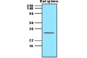 Western Blotting (WB) image for anti-Tumor Necrosis Factor (Ligand) Superfamily, Member 13b (TNFSF13B) (AA 134-285) antibody (ABIN263920) (BAFF antibody  (AA 134-285))