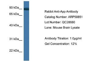 Western Blotting (WB) image for anti-Amyloid beta (A4) Precursor Protein (APP) (C-Term) antibody (ABIN2787850) (APP antibody  (C-Term))