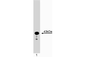 Western blot analysis of Caspase-4 (TX). (Caspase 4 antibody)