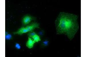 Anti-EXD1 mouse monoclonal antibody (ABIN2454022) immunofluorescent staining of COS7 cells transiently transfected by pCMV6-ENTRY EXD1 (RC206223). (EXD1 antibody)