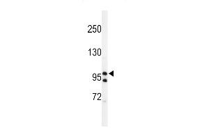 Western blot analysis of lysates from HT-29, Jurkat, KG-1, PC-3 cell line (from left to right), using TAF2 Antibody (C-Term) (ABIN653923 and ABIN2843157).