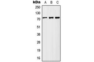 Western blot analysis of MX2 expression in HeLa (A), Raw264. (MX2 antibody  (Center))