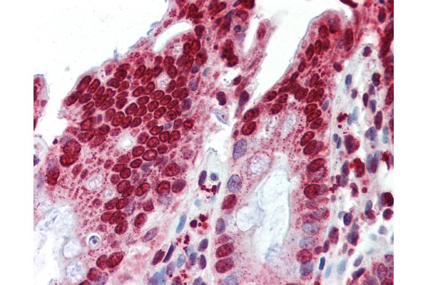 RPF1 antibody  (AA 45-94)