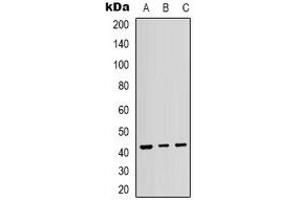 Western blot analysis of p38 (pT180/Y182) expression in HepG2 (A), K562 (B), Hela (C) whole cell lysates. (MAPK14 antibody  (pThr180, pTyr182))