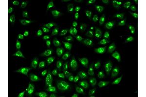 Immunofluorescence (IF) image for anti-Golgin A2 (GOLGA2) antibody (ABIN1876532) (Golgin A2 (GOLGA2) antibody)