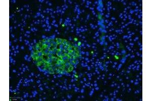 Immunohistochemistry (IHC) image for anti-Calcium Channel, Voltage-Dependent, L Type, alpha 1C Subunit (CACNA1C) (AA 848-865), (Intracellular) antibody (Atto 488) (ABIN7042998)