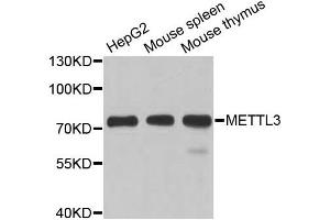 Western blot analysis of extracts of various cell lines, using METTL3 antibody. (METTL3 antibody)