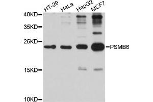 Western blot analysis of extracts of various cell lines, using PSMB6 antibody (ABIN1874374) at 1:1000 dilution. (PSMB6 antibody)