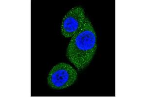 Confocal immunofluorescent analysis of PI3KC3 Antibody (N-term) (ABIN392555 and ABIN2842102) with Hela cell followed by Alexa Fluor 488-conjugated goat anti-rabbit lgG (green). (PIK3C3 antibody  (N-Term))