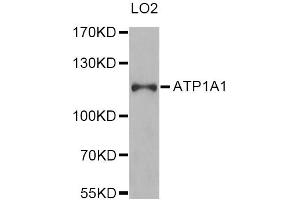Western blot analysis of extracts of LO2 cells, using ATP1A1 Antibody (ABIN1871152) at 1:1000 dilution. (ATP1A1 antibody)