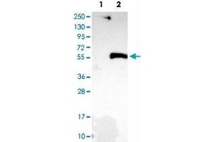 Western Blot analysis of Lane 1: negative control (vector only transfected HEK293T cell lysate) and Lane 2: over-expression lysate (co-expressed with a C-terminal myc-DDK tag in mammalian HEK293T cells) with SIRT2 polyclonal antibody .