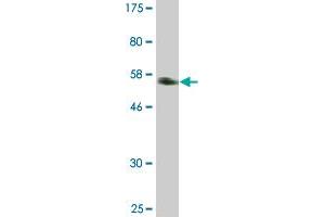 Western Blot detection against Immunogen (53. (DREAM antibody  (AA 1-256))