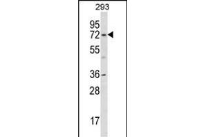 KCND1 Antibody (N-term) (ABIN656945 and ABIN2846134) western blot analysis in 293 cell line lysates (35 μg/lane). (KCND1 antibody  (N-Term))