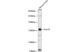 Western blot analysis of extracts of Mouse brain using Icam5 Polyclonal Antibody at dilution of 1:1000. (ICAM5 antibody)