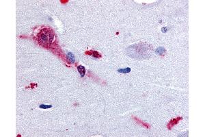 Anti-TAAR1 antibody IHC of human brain, amygdala. (TAAR1 antibody  (Cytoplasmic Domain))
