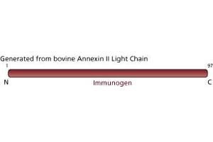 Image no. 3 for anti-Annexin A2 (ANXA2) (AA 1-97) antibody (ABIN967724) (Annexin A2 antibody  (AA 1-97))