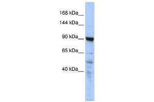 WB Suggested Anti-CTAGE5  Antibody Titration: 0. (MIA2 antibody  (N-Term))