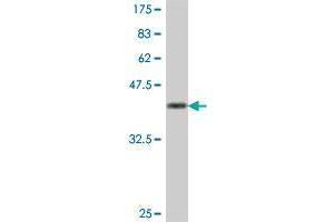 Western Blot detection against Immunogen (38. (HEBP1 antibody  (AA 80-189))