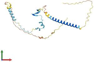 AlphaFold protein structure predicition of Human Recombinant CBY3 Protein, UniprotID A6NI87 (CBY3 Protein (AA 1-242) (His tag))
