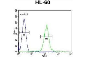 Flow cytometric analysis of HL-60 cells using PLA2G2D Antibody (C-term) Cat. (PLA2G2D antibody  (C-Term))