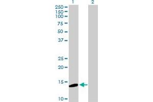 Western Blot analysis of MGST2 expression in transfected 293T cell line by MGST2 MaxPab polyclonal antibody.