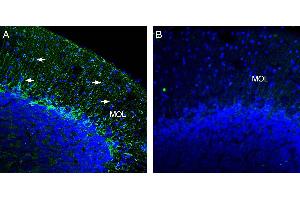 anti-Potassium Inwardly-Rectifying Channel, Subfamily J, Member 12 (KCNJ12) (AA 391-409), (Intracellular) antibody