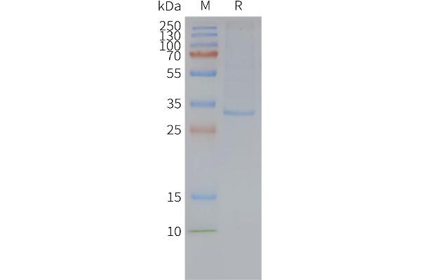 MRGPRX2 Protein