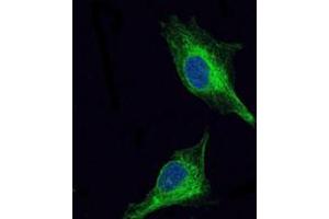 Immunofluorescence analysis of U251 cells using OLIG2 monoclonal antobody, clone 1G11  (green).