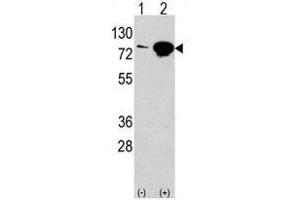 Image no. 1 for anti-Eukaryotic Translation Initiation Factor 4B (EIF4B) (Center) antibody (ABIN357288) (EIF4B antibody  (Center))