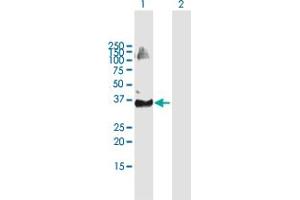 Western Blot analysis of TRIM69 expression in transfected 293T cell line by TRIM69 MaxPab polyclonal antibody. (TRIM69 antibody  (AA 1-341))