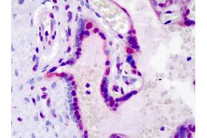 Anti-LEO1 antibody IHC of human placenta. (LEO1 antibody  (pSer10))