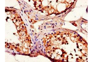 Immunohistochemistry of paraffin-embedded human testis tissue using ABIN7151432 at dilution of 1:100 (FBLN3 antibody  (AA 27-184))