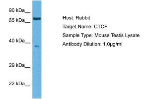 Host: Rabbit Target Name: CTCF Sample Tissue: Mouse Testis Antibody Dilution: 1ug/ml (CTCF antibody  (C-Term))
