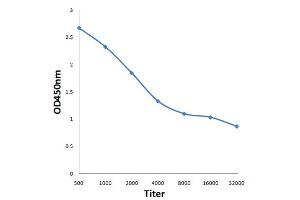 Antigen: 0. (FAK antibody  (pSer722))