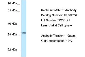 Western Blotting (WB) image for anti-Guanosine Monophosphate Reductase (GMPR) (C-Term) antibody (ABIN970782) (GMPR antibody  (C-Term))