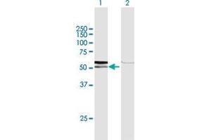 Western Blot analysis of AMY1C expression in transfected 293T cell line by AMY1C MaxPab polyclonal antibody. (AMY1C antibody  (AA 1-511))