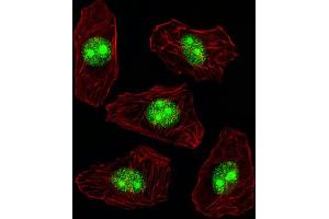 Immunofluorescence (IF) image for anti-Nucleophosmin (Nucleolar phosphoprotein B23, Numatrin) (NPM1) antibody (ABIN3001656)