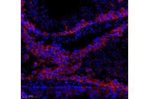 Immunofluorescence of paraffin embedded mouse testis using AQP0 (ABIN7074547) at dilution of 1: 300 (300x lens) (MIP antibody)