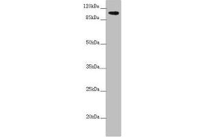Western blot All lanes: TTLL7 antibody at 2. (TTLL7 antibody  (AA 1-260))