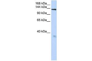 Western Blotting (WB) image for anti-Anoctamin 3 (ANO3) antibody (ABIN2459347) (ANO3 antibody)